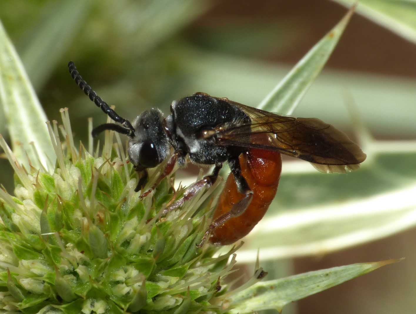 Sphecodes albilabris rubripes  e  Sphecodes sp.